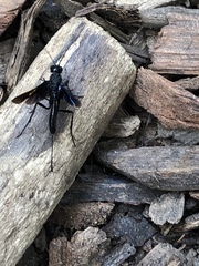 Pristaulacus fasciatus