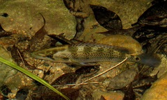 Giant Cichlid photo 2