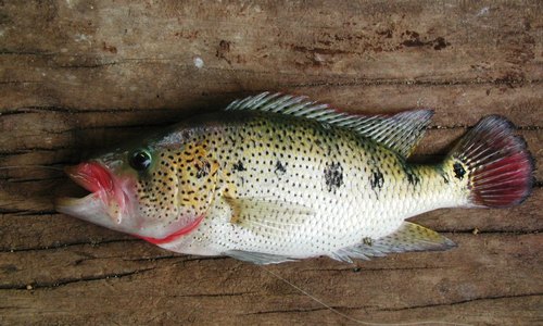 Bay Snook