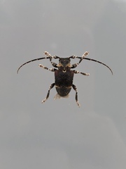 Aerenea brunnea