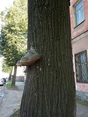 Fomes fomentarius
