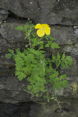 Papaver cambricum