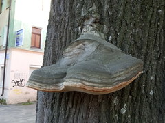 Fomes fomentarius