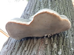 Fomes fomentarius