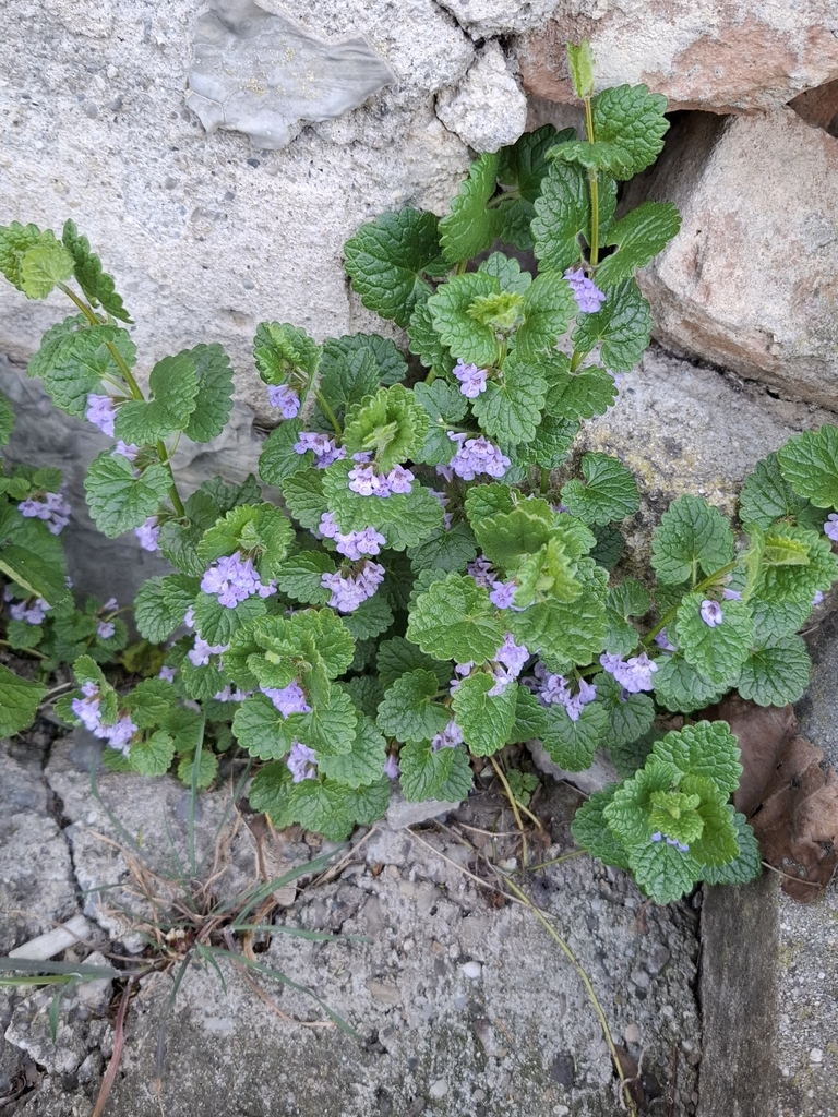 ground-ivies