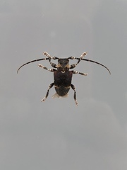 Aerenea brunnea