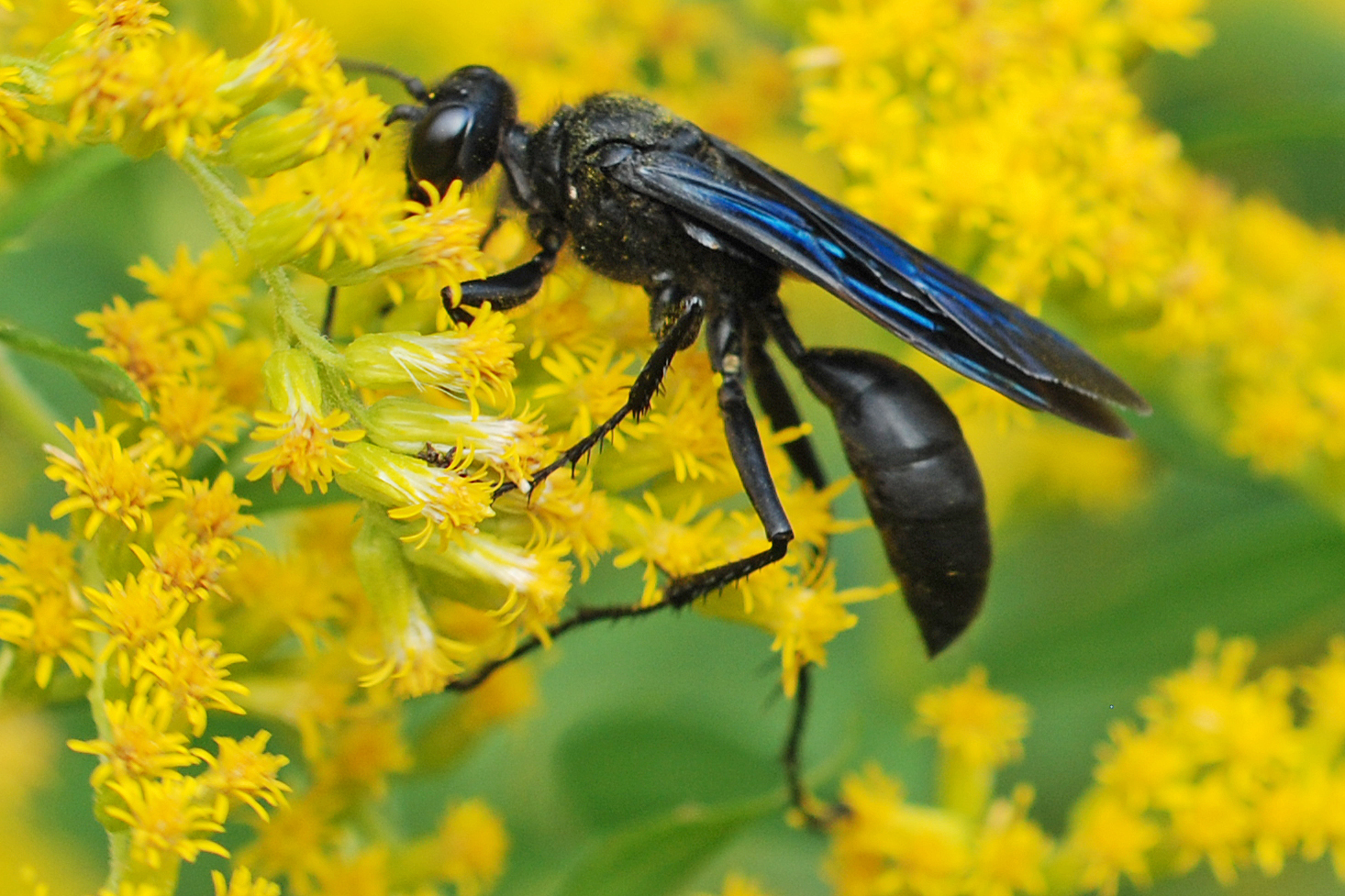 Great Black Digger Wasp (Sphex pensylvanicus) · iNaturalist