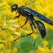 Great Black Digger Wasp - Photo (c) Larry Clarfeld, some rights reserved (CC BY-NC), uploaded by Larry Clarfeld