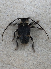 Aerenea brunnea