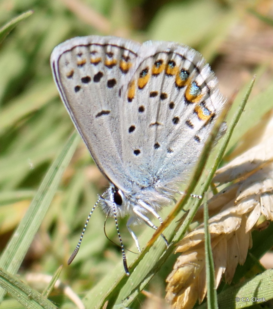 Friday's Blue (Yosemite National Park Butterfly Guide 🦋) · iNaturalist