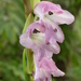 Gladiolus gregarius - Photo (c) Marco Schmidt, μερικά δικαιώματα διατηρούνται (CC BY-NC-SA)