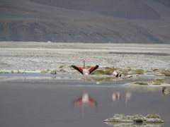 Phoenicoparrus andinus