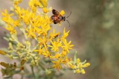 Dieunomia nevadensis
