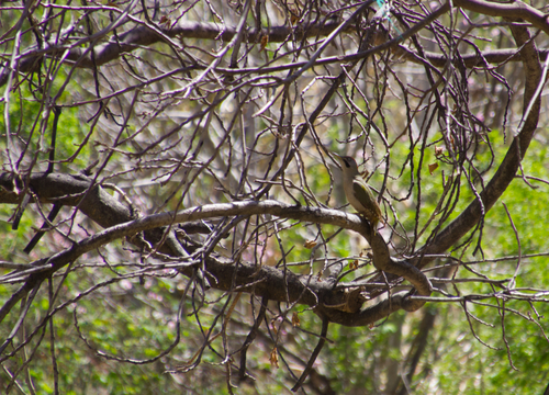 Levaillant's Woodpecker