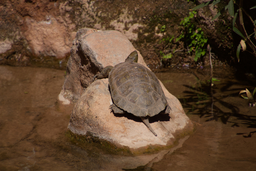 Mediterranean Turtle