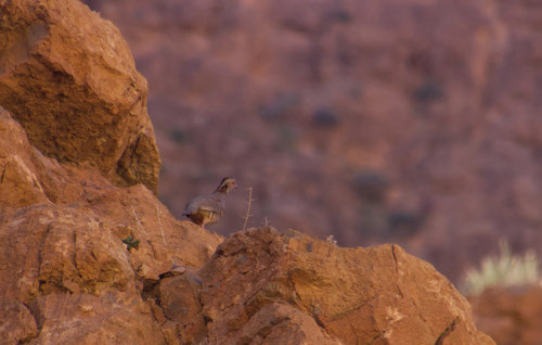 Barbary Partridge
