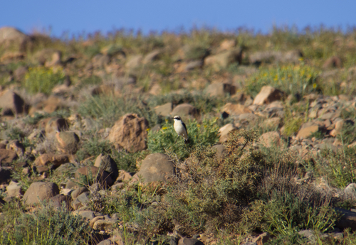 Western Black-eared Wheatear