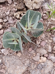 Asclepias nummularia