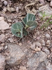 Asclepias nummularia