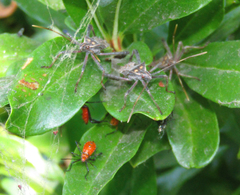 Leptoglossus zonatus