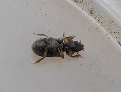 Heterocerus fenestratus