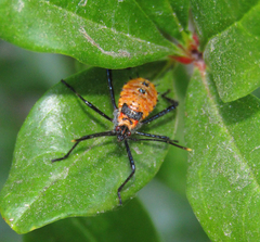 Leptoglossus zonatus