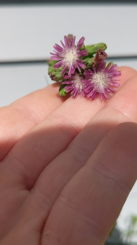 Image of Lactuca graminifolia by no rights reserved