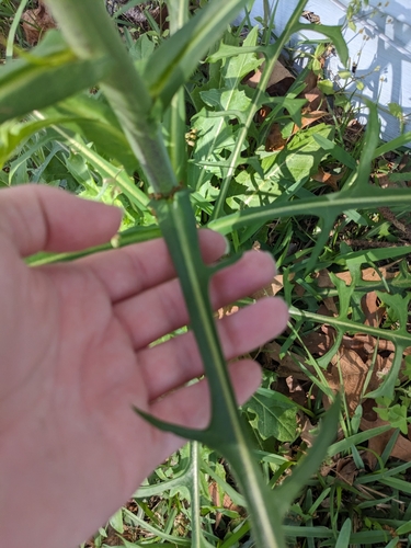 Image of Lactuca graminifolia by no rights reserved