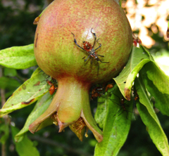Leptoglossus zonatus
