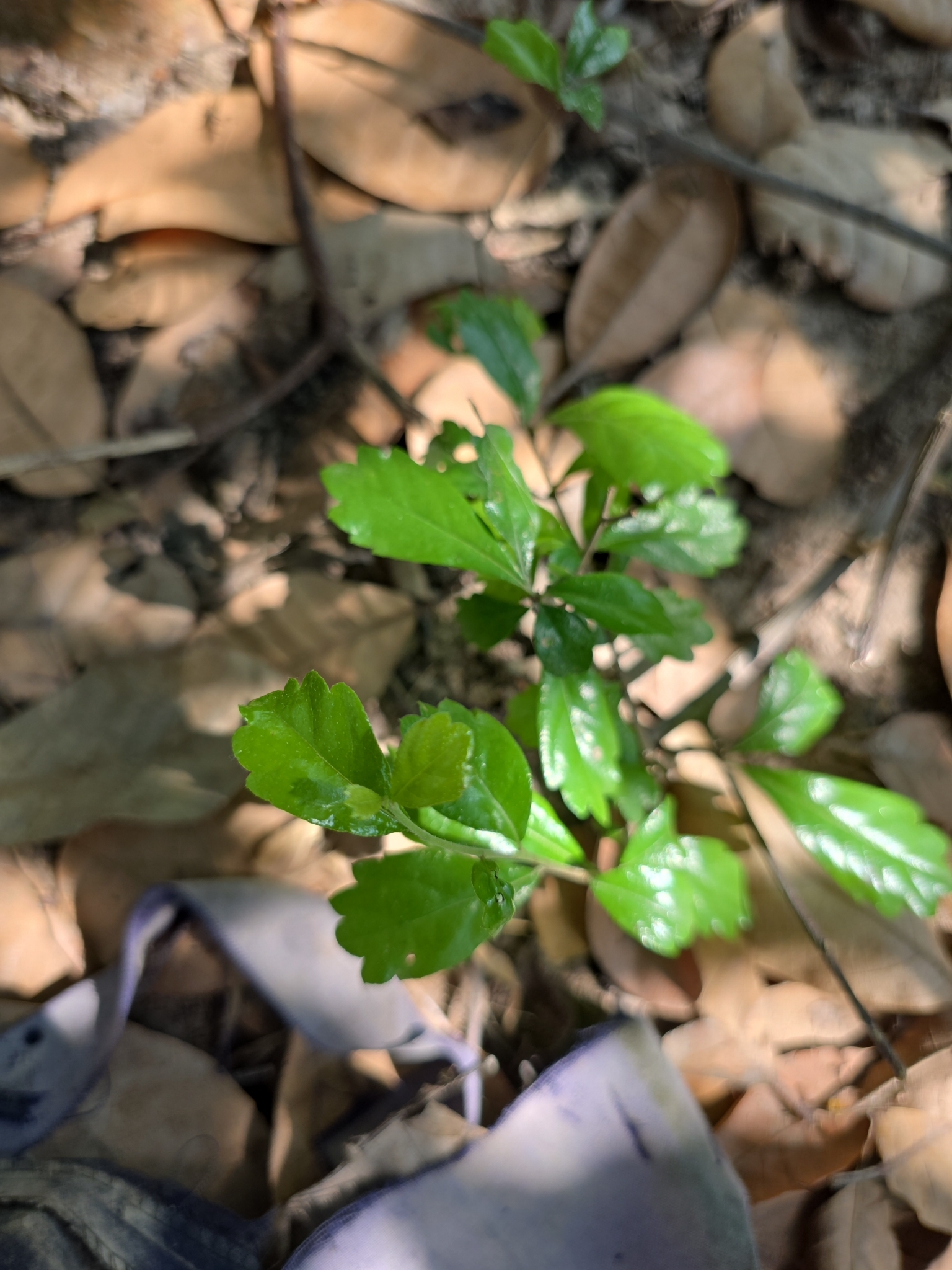 Cùm rụm lá nhỏ (Ehretia microphylla)