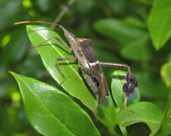 Leptoglossus zonatus
