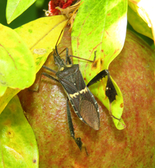 Leptoglossus zonatus