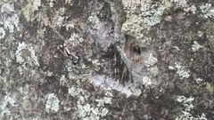 Menemerus bivittatus