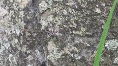 Menemerus bivittatus