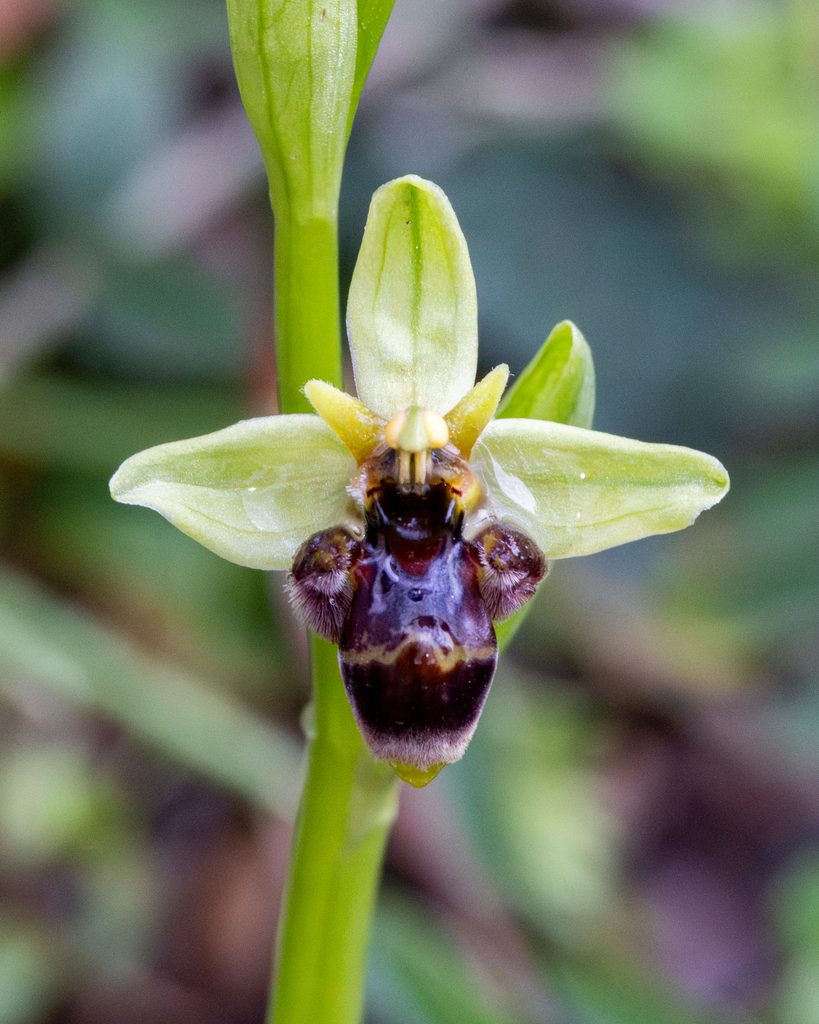 Ophrys × olbiensis