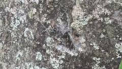 Menemerus bivittatus
