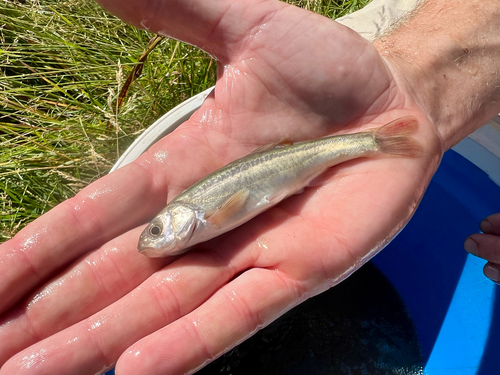 Little Colorado spinedace (Lepidomeda vittata) — Cyprinidae — 2