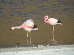 Phoenicoparrus andinus