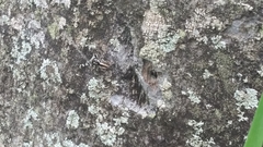 Menemerus bivittatus