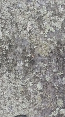 Menemerus bivittatus