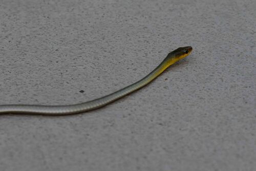 Common Tree Snake sighting