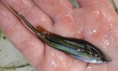 Xiphophorus hellerii