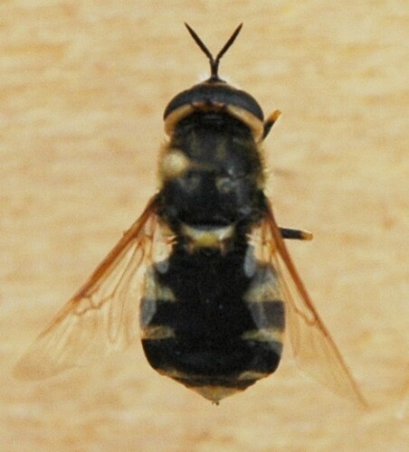 Stratiomys currani
