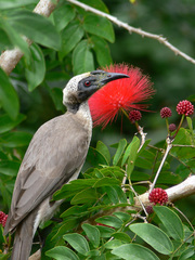 Philemon buceroides