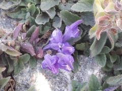 Scutellaria alpina