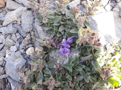 Scutellaria alpina