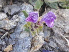 Scutellaria alpina