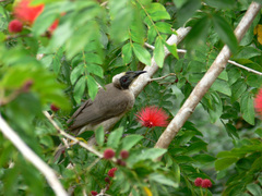 Philemon buceroides