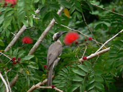 Philemon buceroides