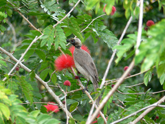 Philemon buceroides